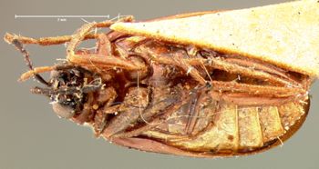 Media type: image; Entomology 18461   Aspect: habitus ventral view